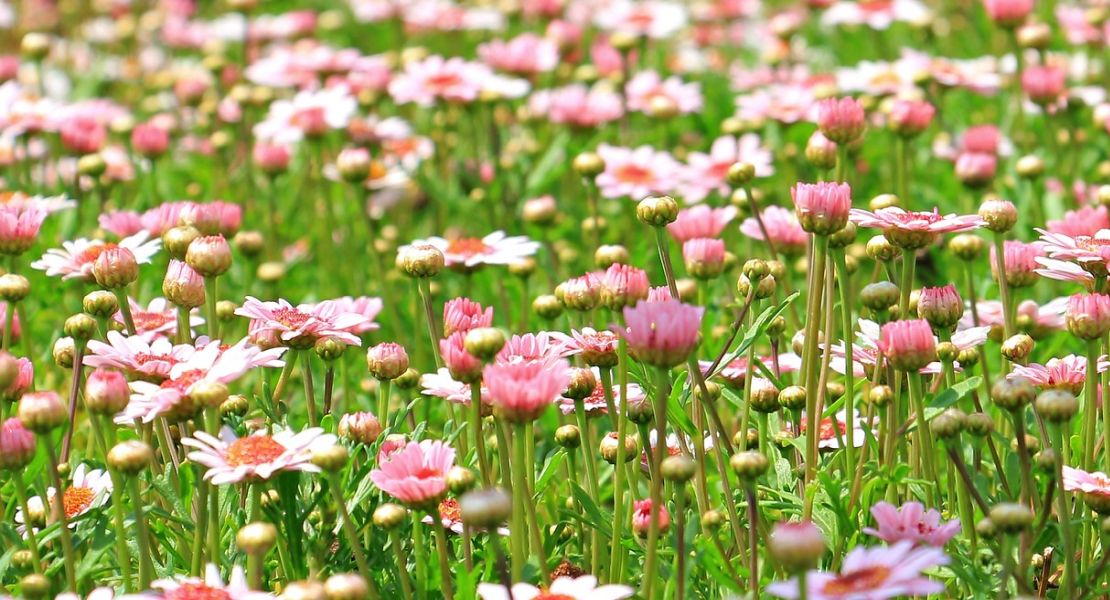 Spring Gardening Tips and Advice