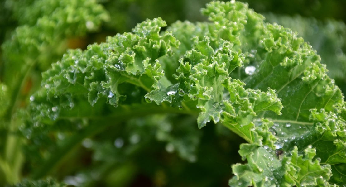 Open Kitchen: Kale Chips with Fresh Lemon Aioli