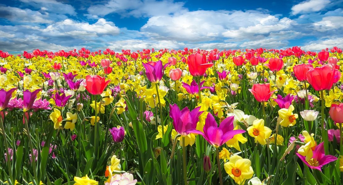 Market Update: CREA Reports Hottest Spring Market in Years