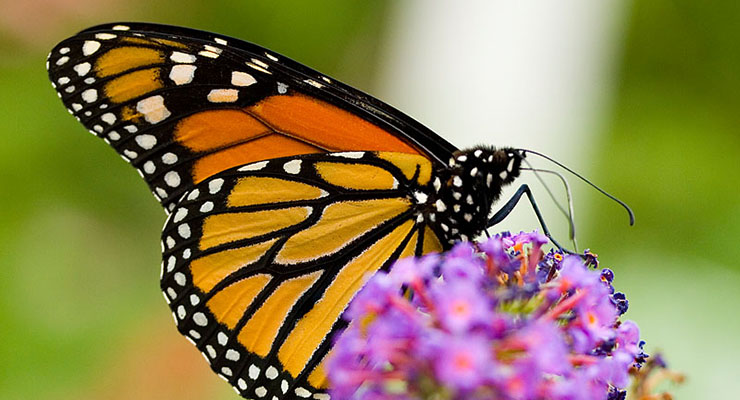 Your Green Home: Milkweed for Monarchs