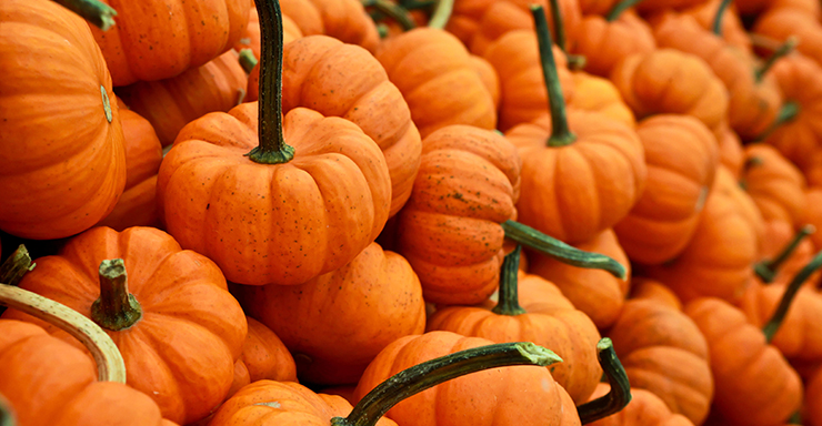 “F” is for Fall (and Festivals) in Markham