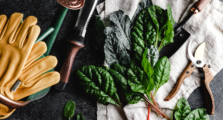 What Herbs and Vegetables to Plant in July